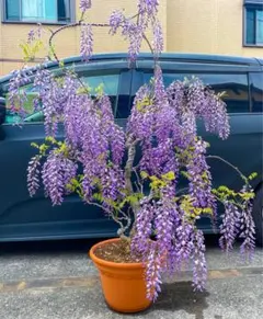 あめのくらげ様 リクエスト 2点 まとめ商品