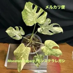 モンステラレガシー 2.5号 希少 2026年最新】モンステラレガシーの人気アイテム - メルカリ