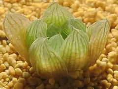 多肉植物　ハオルチア ワリン　1868
