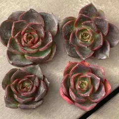 かっちゃん様 リクエスト 5点 まとめ商品