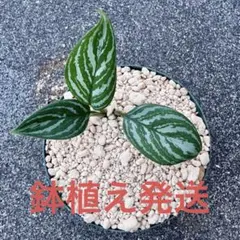 アグラオネマ ニティドゥム カーティシー　子株のサムネイル