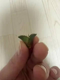 アガベホオジロザメ　幼脇苗のサムネイル