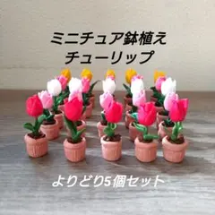 ミニチュア鉢植えチューリップよりどり5個セット