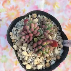 多肉植物スプリングワンダー×乙女心抜き苗　ちび苗3苗❁⃘*.゜❁⃘*.゜❁⃘*