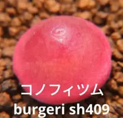 こうきち様 リクエスト 3点 まとめ商品