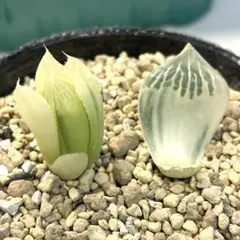 2025年最新】ハオルチア 白蛇伝の人気アイテム - メルカリ