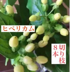 ヒペリカム 苗 根付き - メルカリ