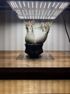 2025年最新】グラキリス 2頭の人気アイテム - メルカリ