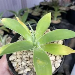 アガベ アテナータ streaked US株 M109120337 - アガベタクティカル