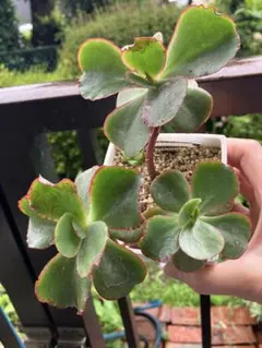 多肉植物デックスピンクのサムネイル