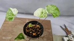白斑入り 実生/抜き苗 クロヨナ クロユーナ マメ科 常緑樹木 植物園芸