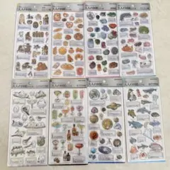 大人の図鑑シール3D 8枚セット海洋生物天体シマエナガカクテルウミウシ鉱物2パン