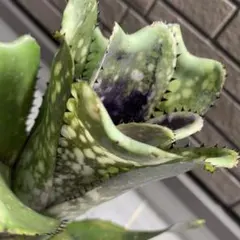 Billbergia Kawana Masquerade - メルカリ