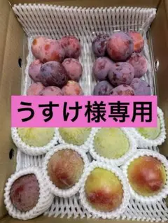 うすけ様専用 すもも食べ比べ大会★菅野中生, サマービュート, サマーエンジェル