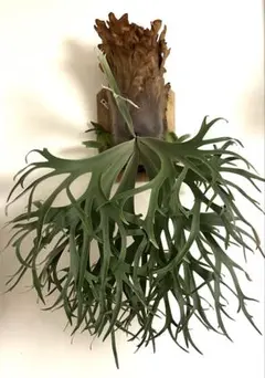 P. willinckii 'White Dress' 大株 現品 ビカクシダ P. willinckii 'White Dress' 大株 現品 ビカクシダ - メルカリ