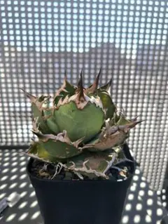 【親株子株セット】現地球オアハカ　アガベチタノタ アガベ チタノタ 斑入り オアハカ 現地球子株 ① - メルカリ