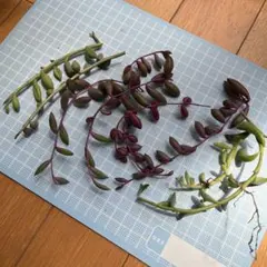 ルビーネックレス　アーモンドネックレス　ドルフィンネックレス￼