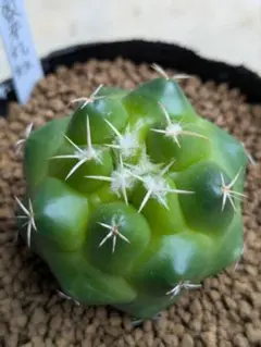【実生】コリファンタ・黄刺象牙丸のサムネイル