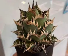 2025年最新】アガベ レッドキャットウィーズルの人気アイテム - メルカリ