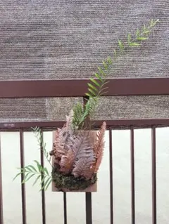 【新芽展開開始！】【板付】Y625 超激デカッ！！ドリナリア リギデュラ 現地球 新芽展開開始！】【板付】Y625 超激デカッ！！ドリナリア