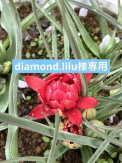 diamond.lilu様専用