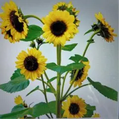 花の種　背丈の低いひまわり３０粒