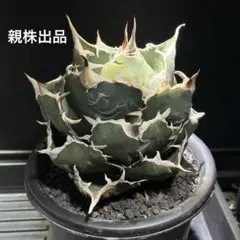 2025年最新】アガベ棚の人気アイテム - メルカリ