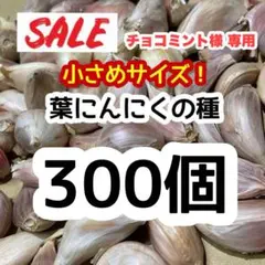 【専用★】葉にんにく種300個＆ミニオクラ50本 高知県産 野菜 サンミャオ m