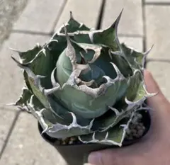 2025年最新】アガベ 白鯨 大株の人気アイテム - メルカリ