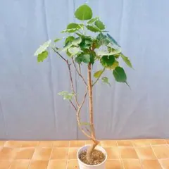 フィカス ウンベラータ 144cm S-shaped tree form8号 - メルカリ
