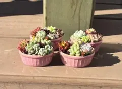 多肉植物 寄せ植え そのまま飾れる✧*。٩(ˊωˋ*)و✧*ピンク楕円鉢No.1