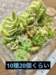10種20個くらい、多肉植物寄せ植えセット【ハ】
