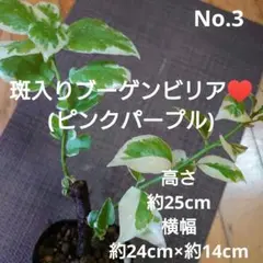 2026年最新】ブーゲンビリアパープルの人気アイテム - メルカリ