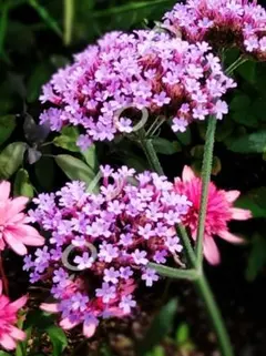 yasunon様 リクエスト 2点 まとめ商品