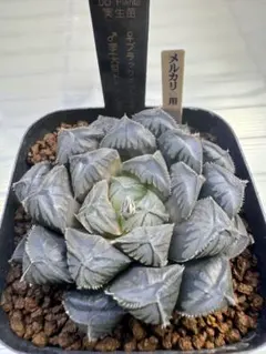 ハオルチア オブツーサ「ブラック李」多肉植物のサムネイル