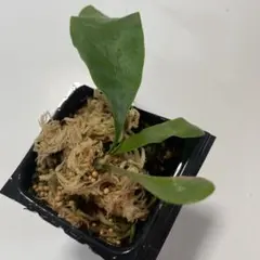 EMU様 リクエスト 2点 まとめ商品