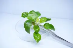 minami.saji様 リクエスト 3点 まとめ商品