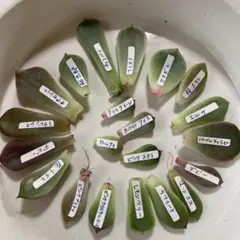 多肉植物　❣️21種21枚　葉挿しセット❣️11/14日まで3枚サービス　 7-3