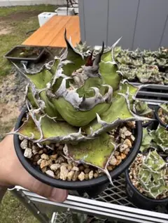 Agave Siciliana アガベ シチリアーナ 子株 - メルカリ