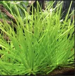 ブリクサショートリーフ 3株 水中葉 無農薬 無害虫 - メルカリ
