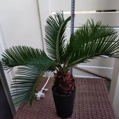 2026年最新】観葉植物 蘇鉄の人気アイテム - メルカリ