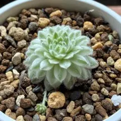 センペルビウム アラクノイデウム 錦 斑入り 超レア - メルカリ