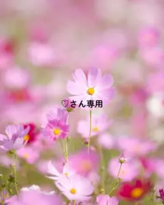 ♡さん専用