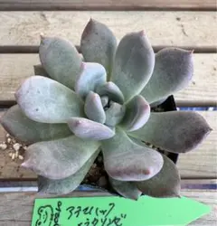 なぎ様 リクエスト 2点 まとめ商品