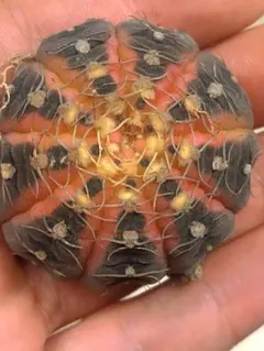 C385ギムノカリキウム 拉根サボテンのサムネイル