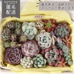 多肉植物 カット苗 詰め合わせ 寄せ植えセット エケベリア ｜S055