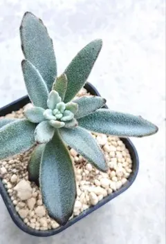 イブママ様 リクエスト 2点 まとめ商品