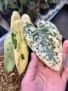 2025年最新】イルセマニーの人気アイテム - メルカリ