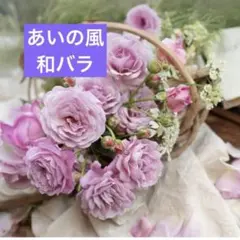 京成バラ園芸　正規品　あいの風　和バラ　大苗　バラ苗　薔薇　接木苗のサムネイル