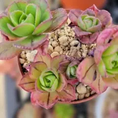 2026年最新】観葉植物 アエオニウムの人気アイテム - メルカリ